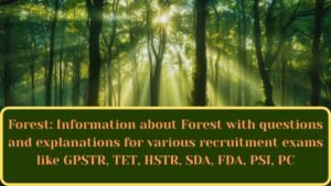 Forest-2